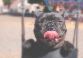 perro con la lengua afuera