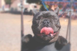 perro con la lengua afuera