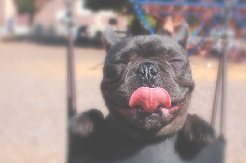 perro con la lengua afuera