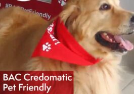 Bienvenida mascotas servicios bancarios - bac sucursales pet friendly
