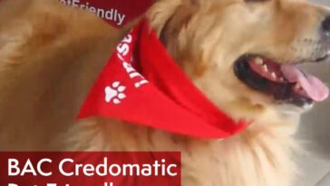 Bienvenida mascotas servicios bancarios - bac sucursales pet friendly