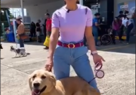 Cuidado para nuestra mascota en casa