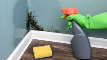 limpiar paredes de moho y humedad